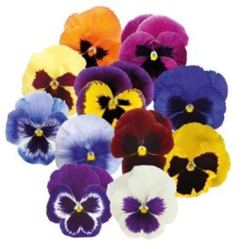 Семена цветов Виола Inspire PLUS Blotch Mix Benary 100 шт. (BN08544-3)