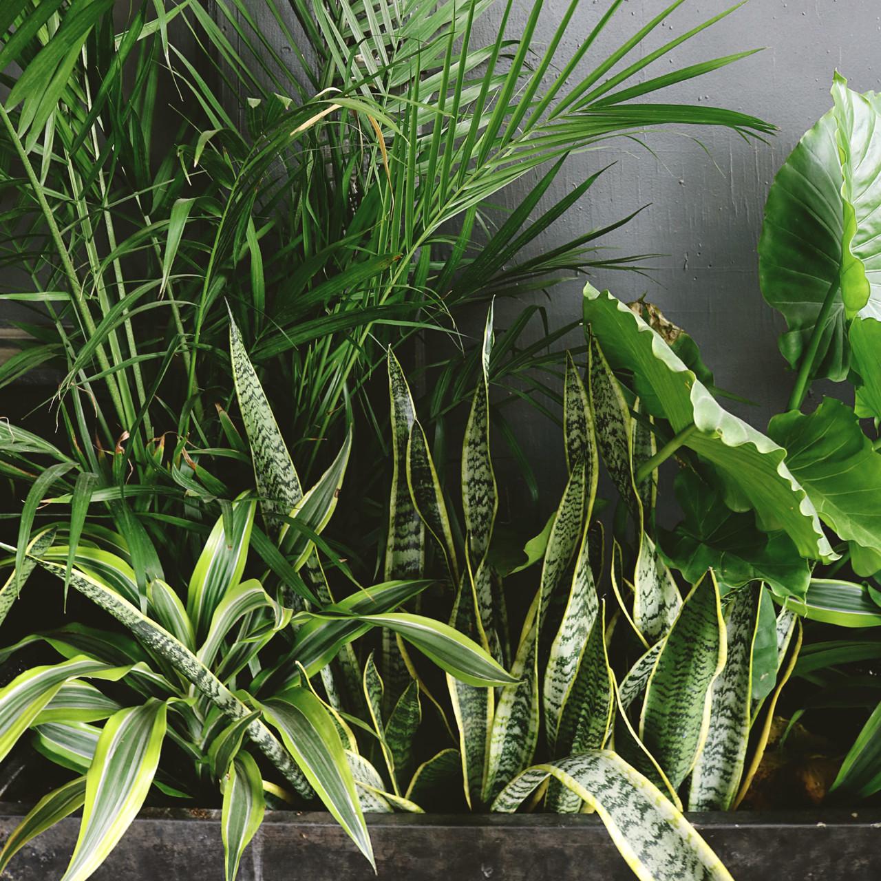 Субстрат Biovita для пальм/юк и драцен 20 л - фото 7 Субстрат Biovita для пальм/юк и драцен 20 л - фото 7