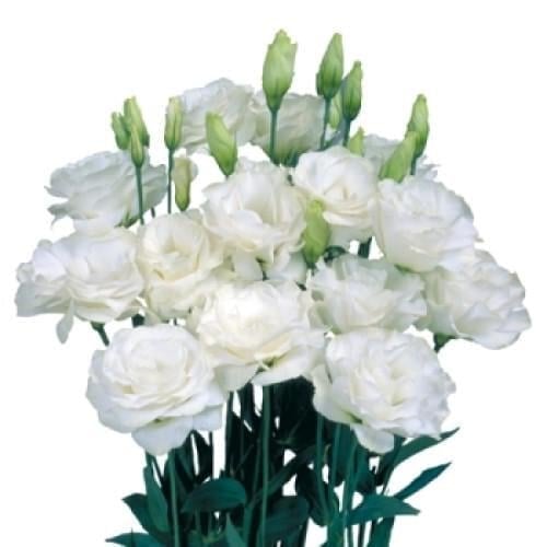 Семена цветов Эустома Лизитанус Mariachi Pure White Sakata 10 шт. (BN06656-4)