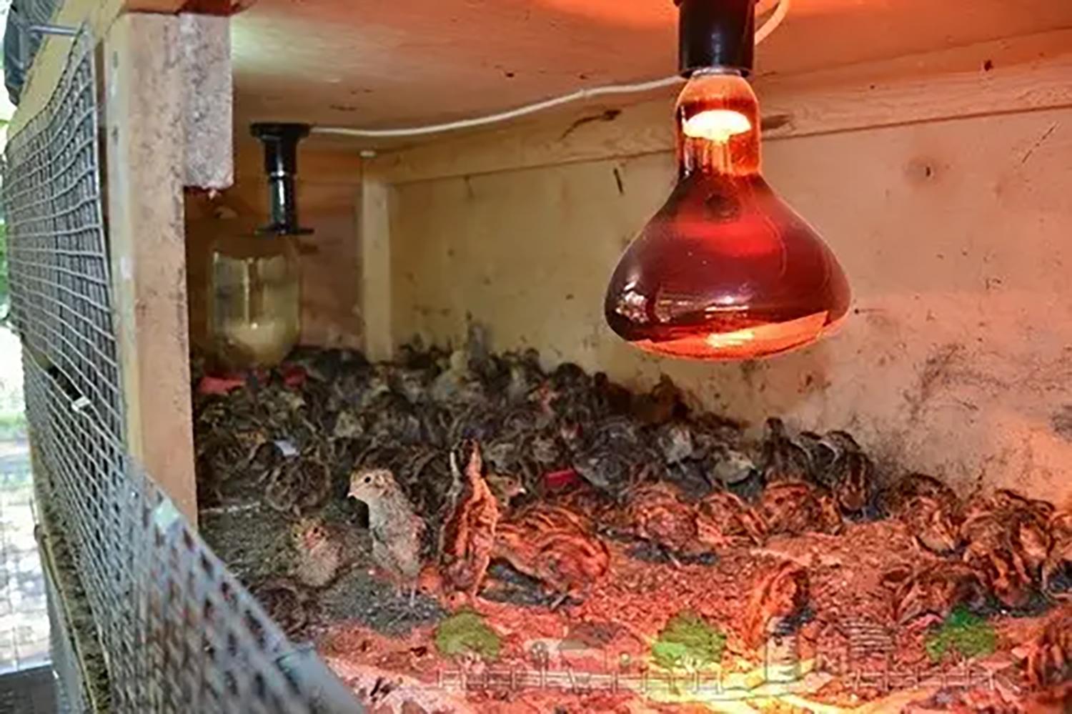 Світильник для інфрачервоної лампи ІКЗК R80-R125 E27 для обігріву тварин та птахів без лампи (87211) - фото 7 Світильник для інфрачервоної лампи ІКЗК R80-R125 E27 для обігріву тварин та птахів без лампи (87211) - фото 7