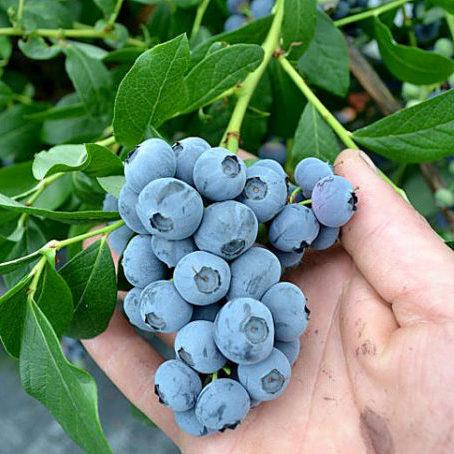 Саджанець лохини Патріот Рання 2,5-річна С2 (2086310442)