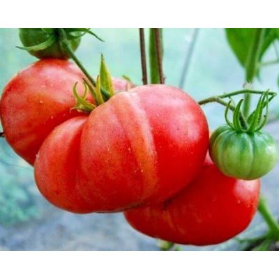 Семена томата Гроздь Гигант 25 шт./5 пак (38278894)