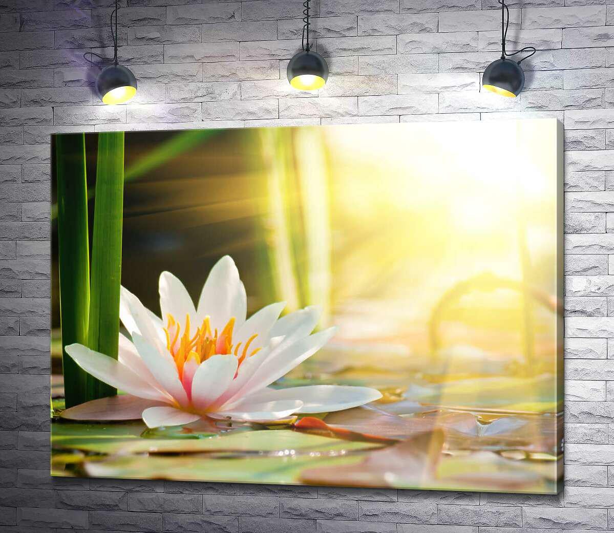 Картина ArtPoster Сонце лагідно зігріває білосніжну квітку лотоса 130x97 см Модуль №1 (002800)