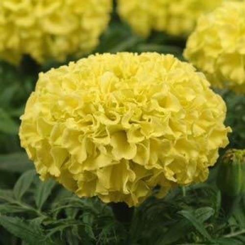 Семена цветов PanAmerican Бархатцы прямост TAISHANF1 1000 шт. Yellow (BN02529)