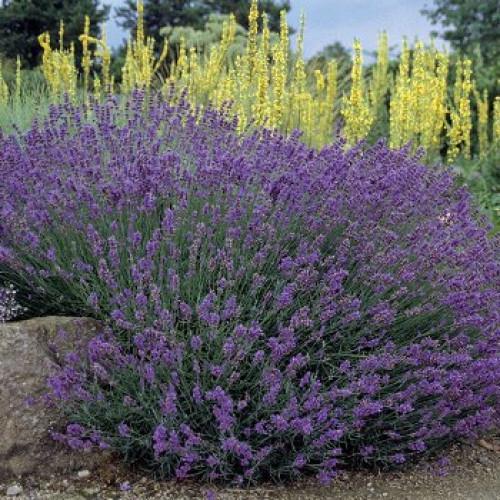 Насіння квітів Лаванда вузьколиста Syngenta Hidcote Blue Strain 25 шт. (BN05621-4)