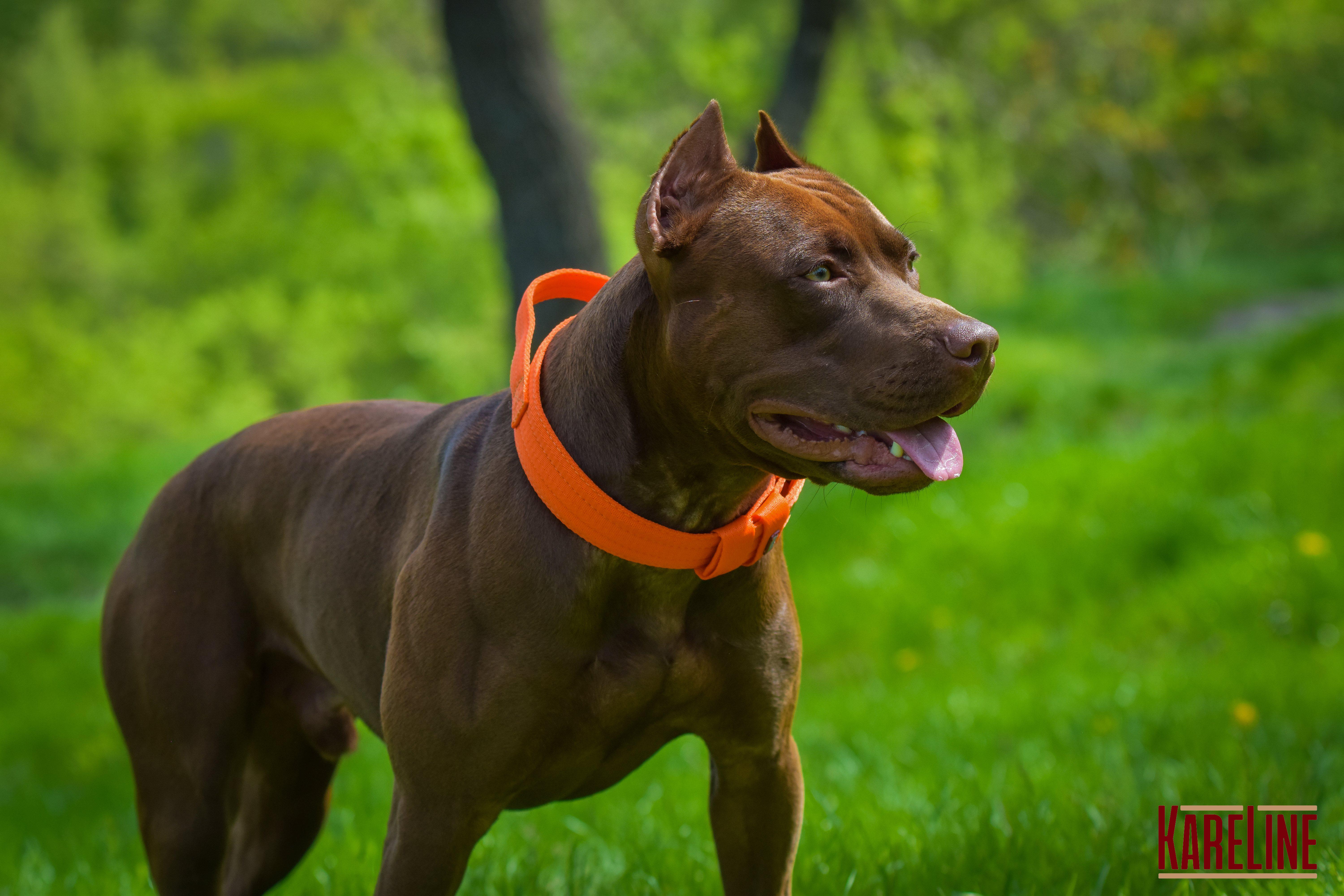 Ошейник KARELINE усиленный нейлоновый с ручкой 48 мм 550-640 мм Оранжевый (0988/11) - фото 3