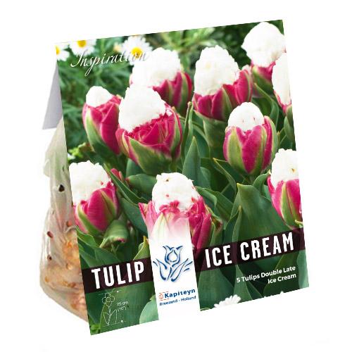 Тюльпан Florium Ice Cream брендовые луковицы Kapiteyn (15306)