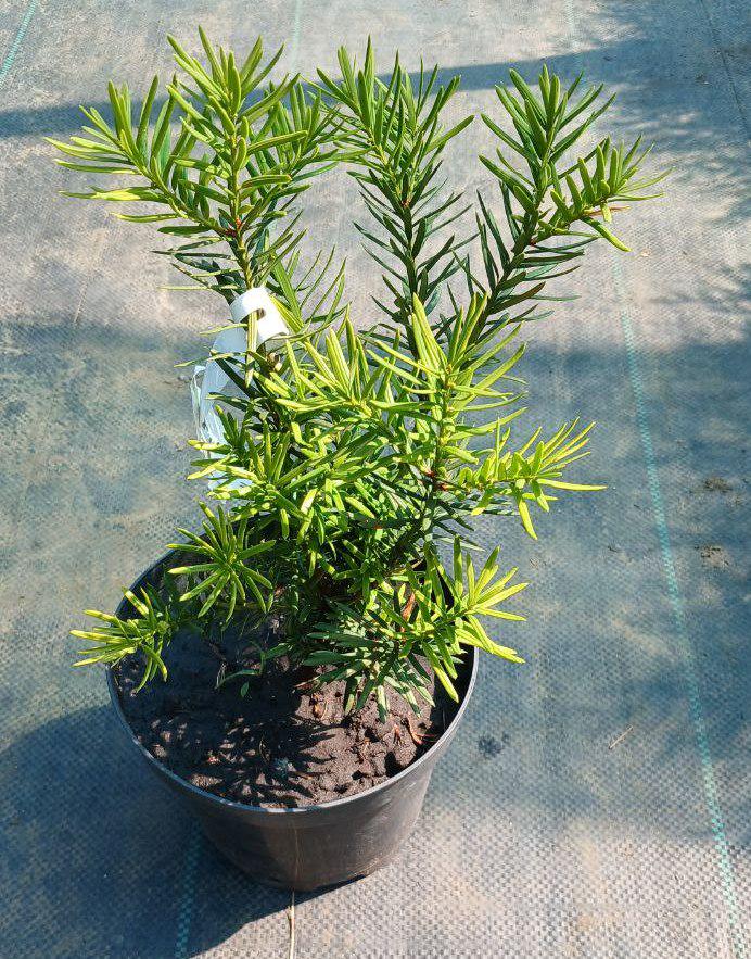 Тис кущовий Н15-20 (19098510)