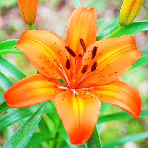 Лилия Orange Pixie Florium