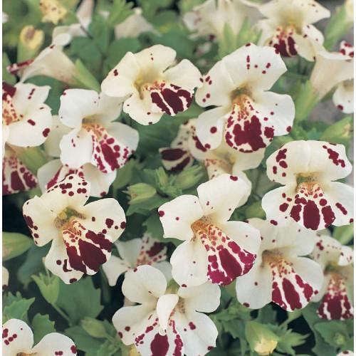 Семена цветов Floranova Мимулюс Губастик Magic White Blotch 250 шт. (BN07610-2)