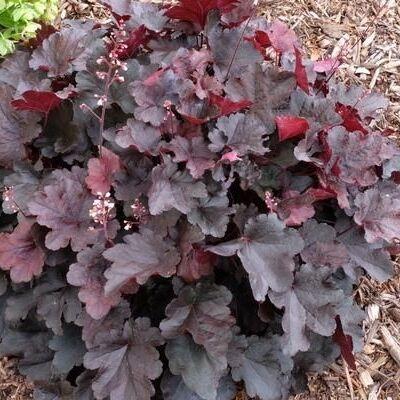 Саджанець гейхери Нове плаття Короля горщик 0,5 л (2104362403)