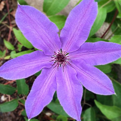 Клематис Blue Ravine Florium