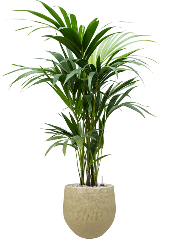Пальма Ховея 19/80 см (2684551814)