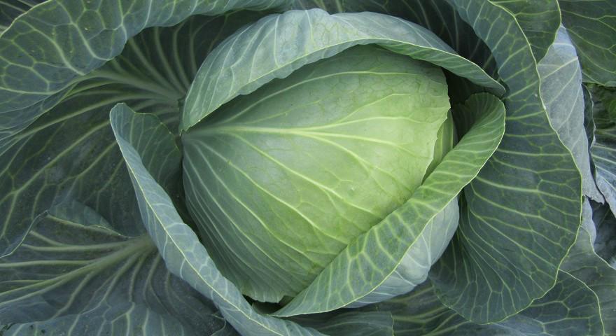 Насіння Капуста білокачанна Структа Taki Seeds ТД Гекса-Україна 01-06-248 2500 шт. (IR002606)