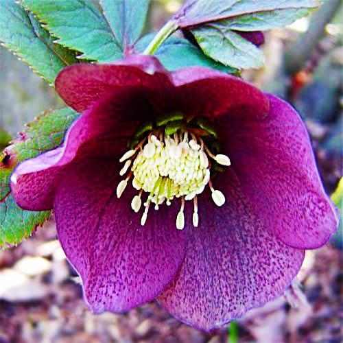 Морозник Florium Red spotted (3820)
