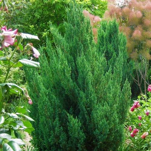 Ялівець китайський Stricta горщик P9 (29294214)