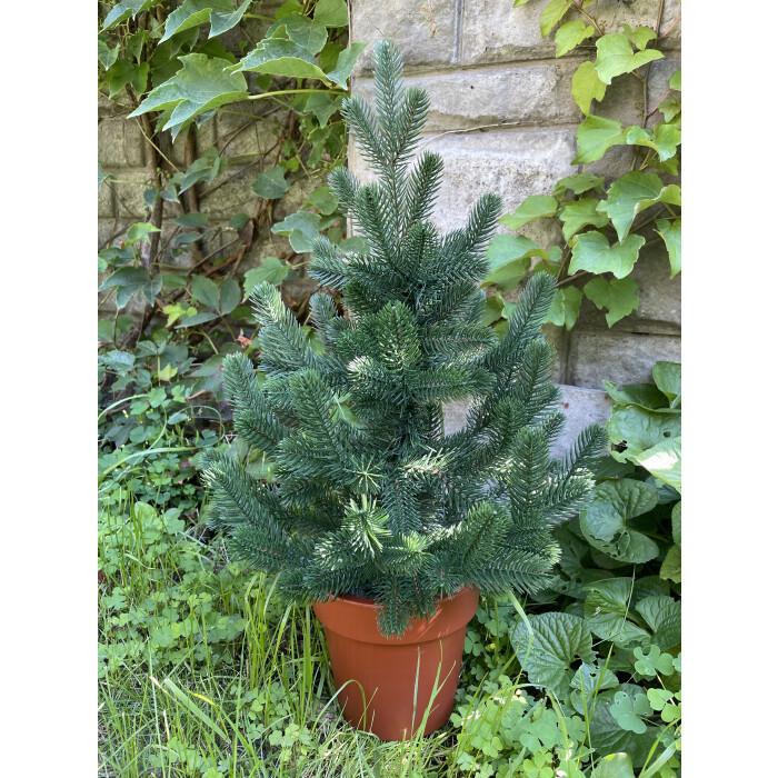 Ялинка SGH Traditional лита у горщику 50 см Зелений - фото 8 Ялинка SGH Traditional лита у горщику 50 см Зелений - фото 8