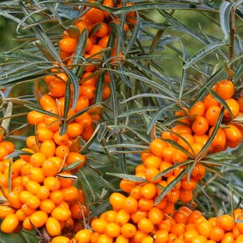 Сажанець Обліпиха 2-річна Єва вкорінена в контейнері жіночий сорт (183348) Сажанець Обліпиха 2-річна Єва вкорінена в контейнері жіночий сорт (183348)