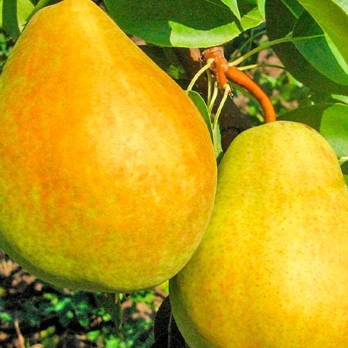 Сажанец Груша Дюшес летний летний сорт ранний срок созревания (46260)