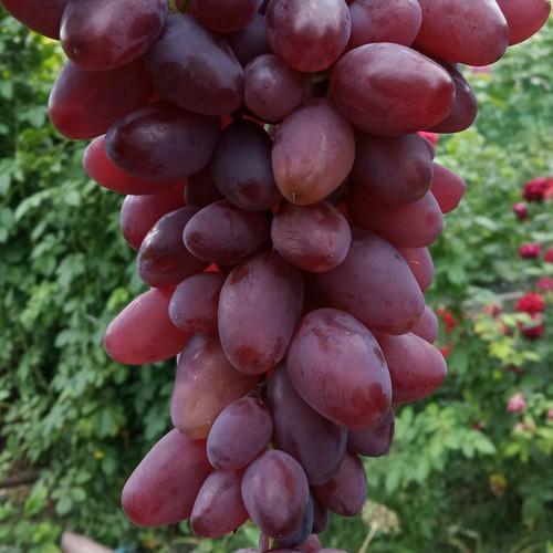 Сажанець Виноград Гусар ранній/великий/соковита хрумка ягода (153868)