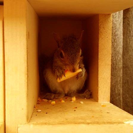 Домик для белок из дерева Чилим Карри (ДДБ-000703) - фото 4 Домик для белок из дерева Чилим Карри (ДДБ-000703) - фото 4