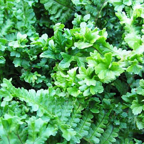 Дриоптерис Florium Crispa Cristata (5849)