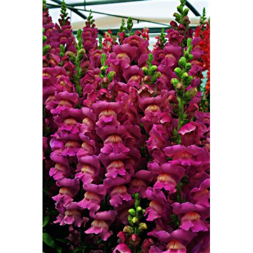 Семена цветов Львиный зев Opus III/IV F1 Lavender Syngenta 500 шт. (BN00096 2)
