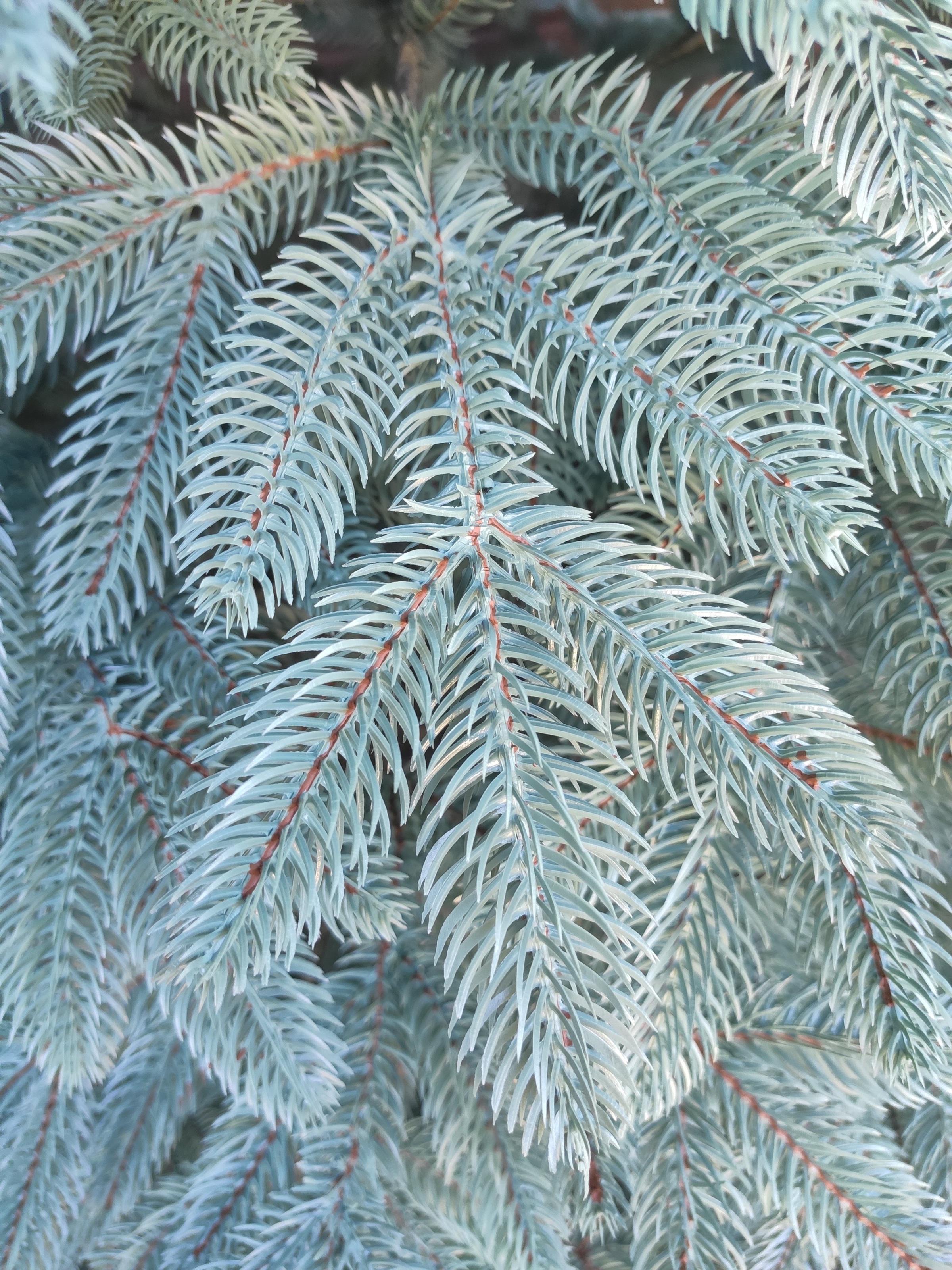 Ялинка лита Хатинка Швейцарська штучна з металевою розбірною підставкою 2,50 м Блакитний (ШвейБ-250) - фото 3 Ялинка лита Хатинка Швейцарська штучна з металевою розбірною підставкою 2,50 м Блакитний (ШвейБ-250) - фото 3