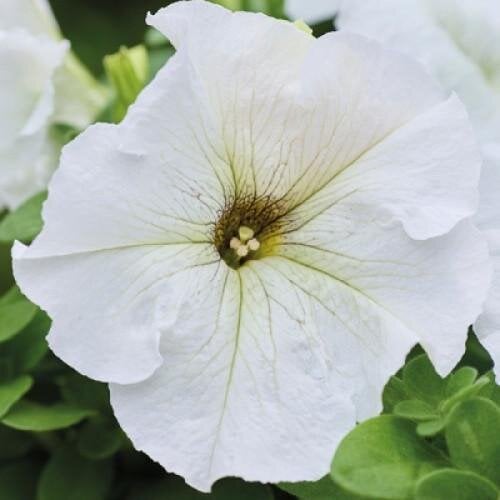 Семена цветов Hem Genetics Петуния крупноцветковая Limbo GP Silvery Moon 1000 шт. (BN13103)
