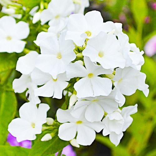 Флокс Florium White Admiral (3843)