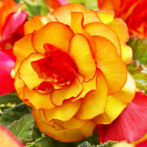 Бегония Picotee Yellow Red Florium