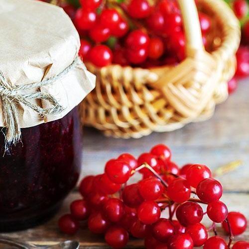 Сажанець Калина червона (15973) Сажанець Калина червона (15973)