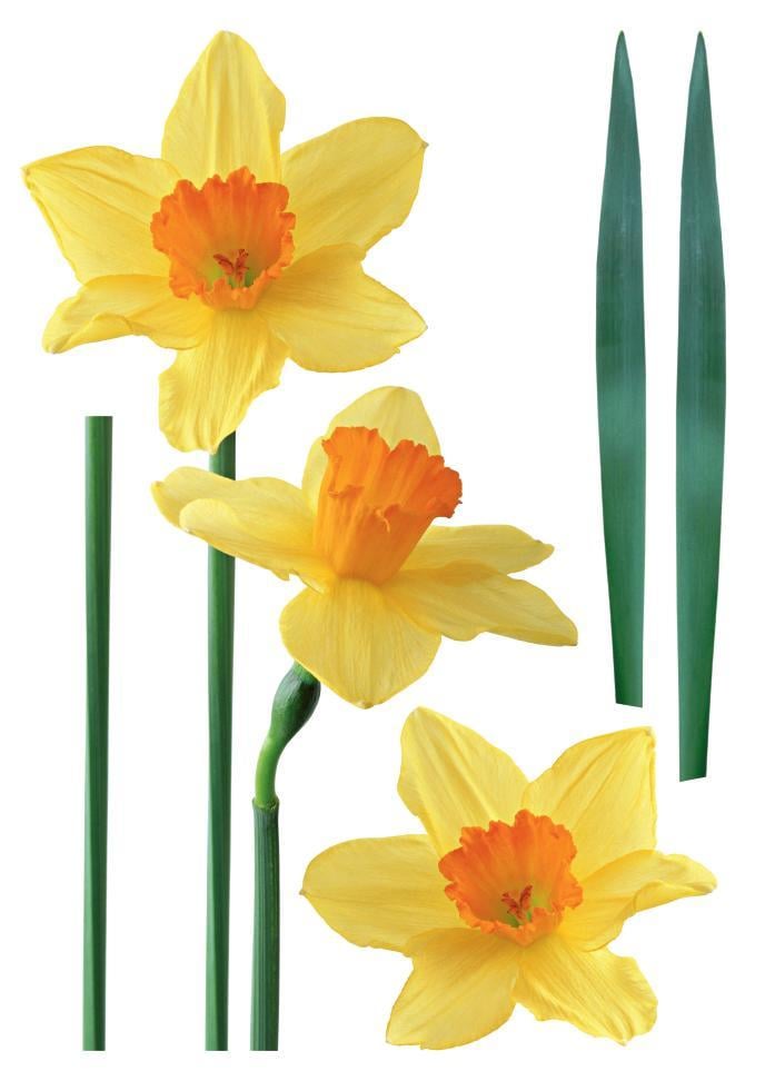 Декоративная наклейка Арт-Декор 13 Нарциссы 50х70 см (2000000480701)