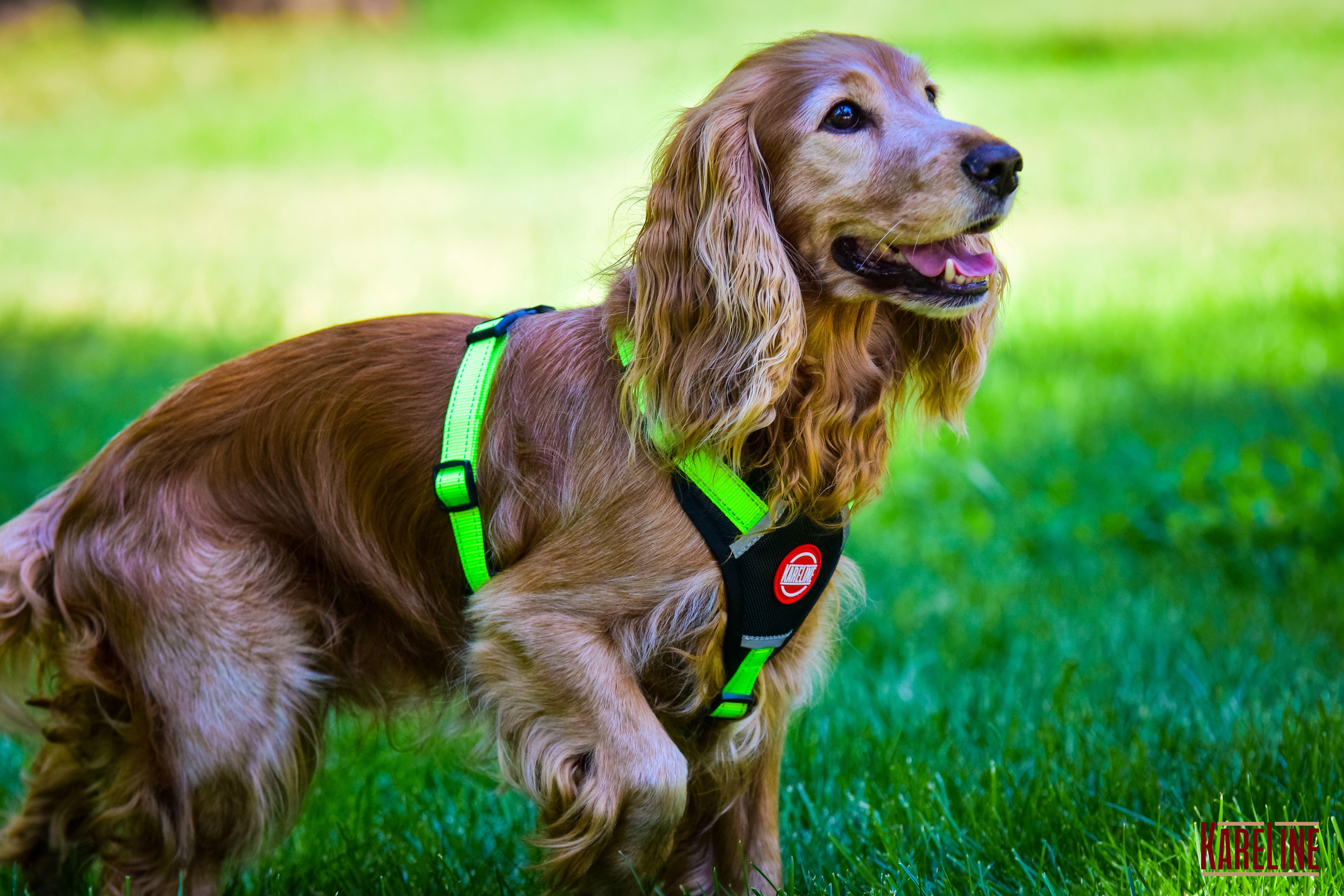 Шлея KareLine из нейлона с пластиковой пряжкой 20 мм А:400-600 мм В:500-630 мм Салатовый (0883/5) - фото 5 Шлея KareLine из нейлона с пластиковой пряжкой 20 мм А:400-600 мм В:500-630 мм Салатовый (0883/5) - фото 5