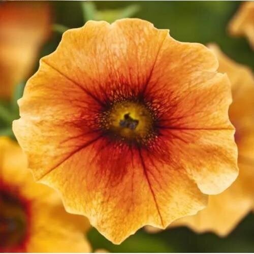 Семена цветов Петчоа Caliburst Nectarine PanAmerican 5 шт. (BN13480-4)