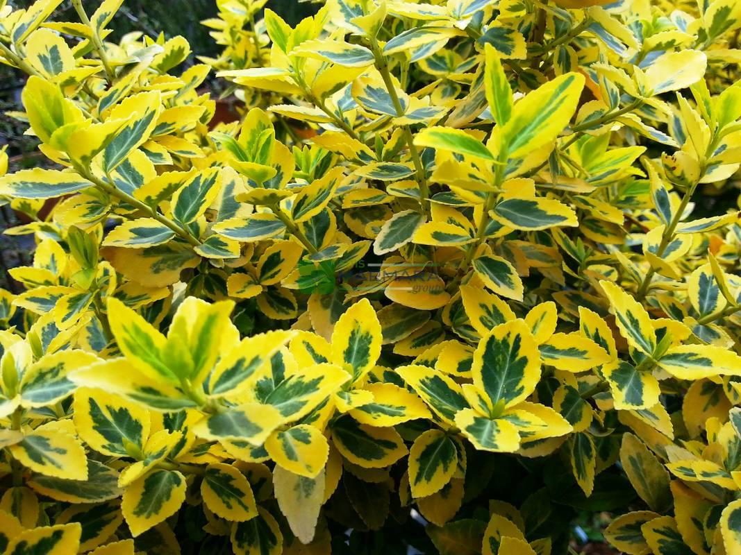 Бересклет Яскрава Emerald Gold контейнер 0,5 л (39051) - фото 2