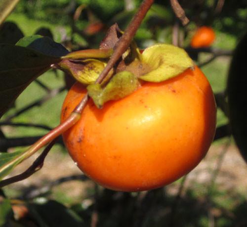Саженец хурмы Король трехлетняя средняя самоплодная (1317797306) - фото 3