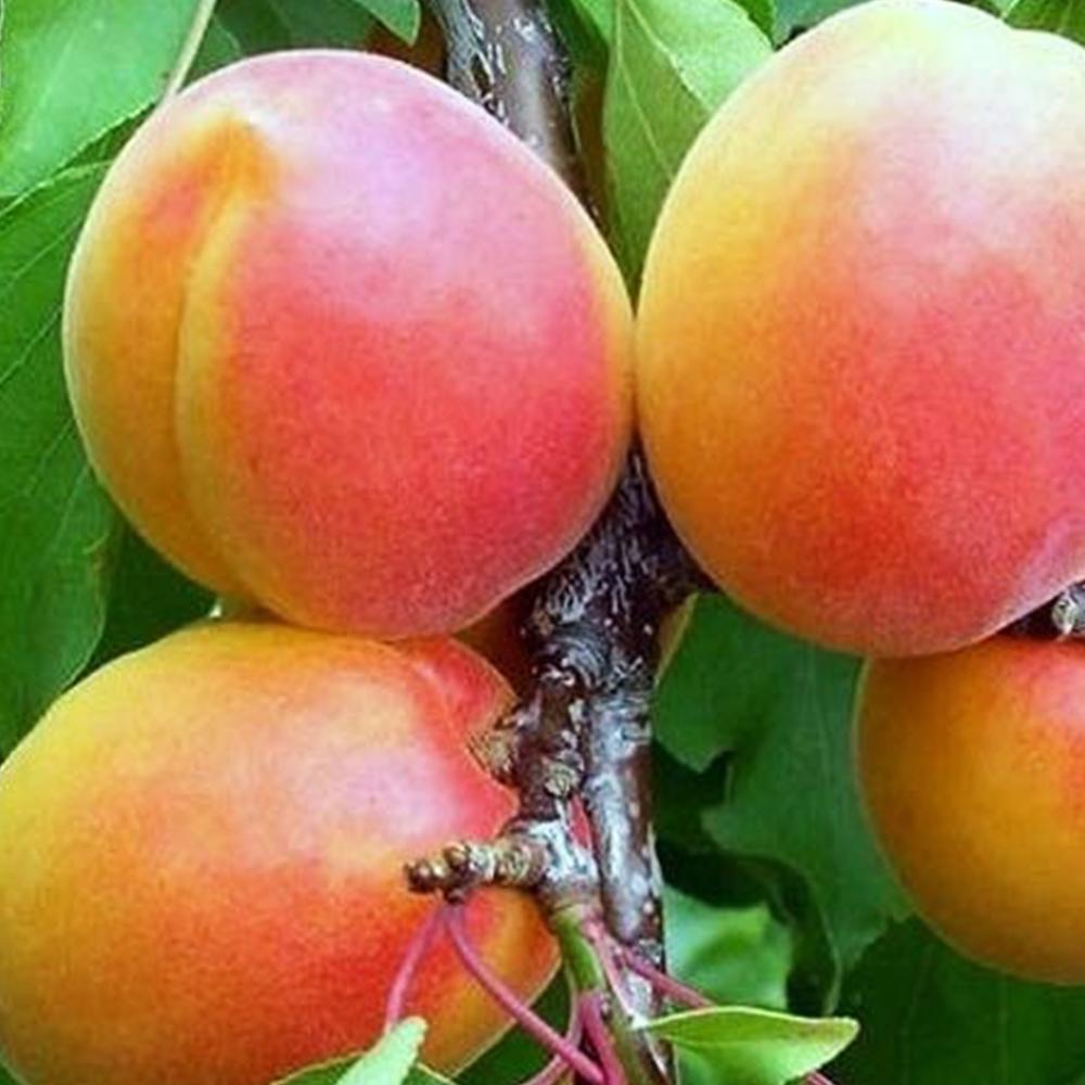 Саженец абрикоса Вондер Кот 1-летний (14964977)