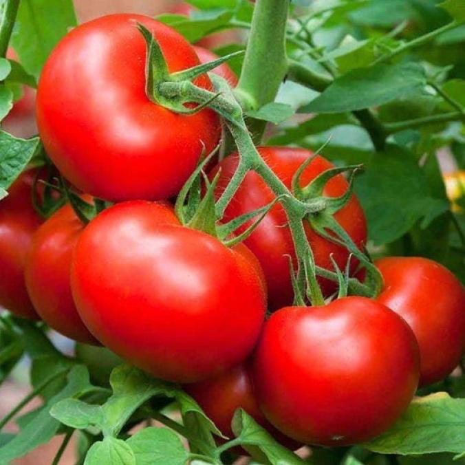 Томат Бета Люкс 20 шт./5 пак. (38292135)