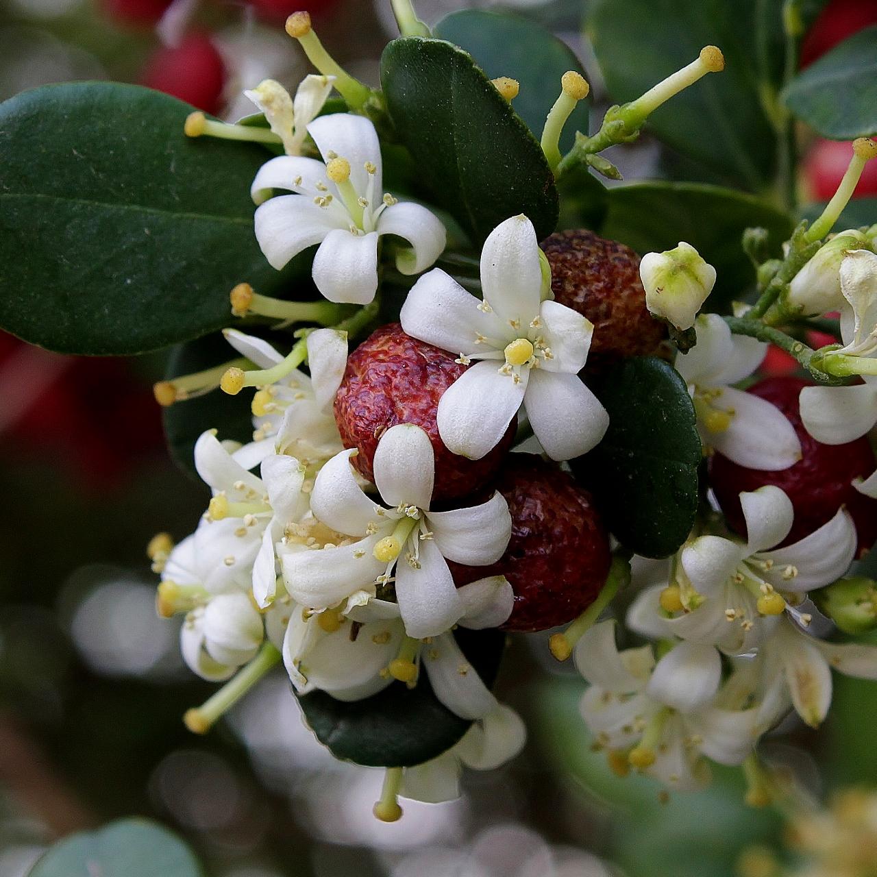 Муррайя метельчатая Murraya paniculata - фото 9