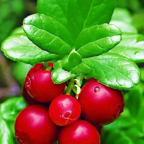 Сажанець Журавлина Пілігрим Pilgrim пізній термін дозрівання морозостійкий сорт (20745) Сажанець Журавлина Пілігрим Pilgrim пізній термін дозрівання морозостійкий сорт (20745)