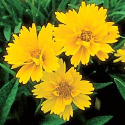 Семена цветов Кореопсис EARLY SUNRISE Kieft Seed 50 шт. (BN04143-3)