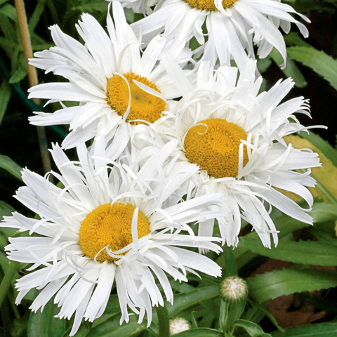 Саженцы нивяник Crazy Daisy в контейнере 0,5 л