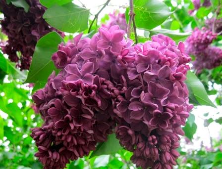 Саженцы сирень Маршал Бирюзов привитые двухлетние - фото 3 Саженцы сирень Маршал Бирюзов привитые двухлетние - фото 3