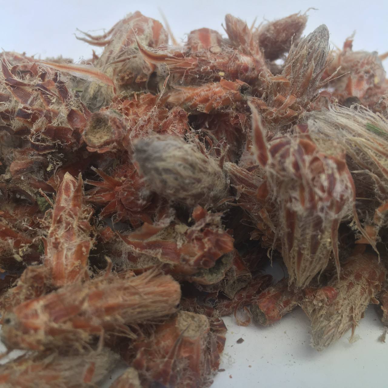 Сосновые почки Карпаты 50 г (62891607ab759c53d02a4e22) Сосновые почки Карпаты 50 г (62891607ab759c53d02a4e22)