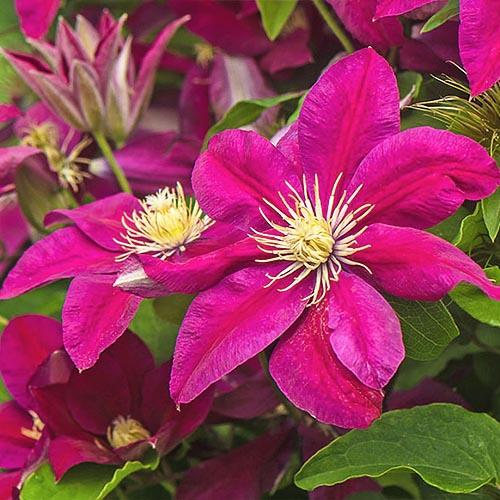 Клематис Ernest Markham Florium