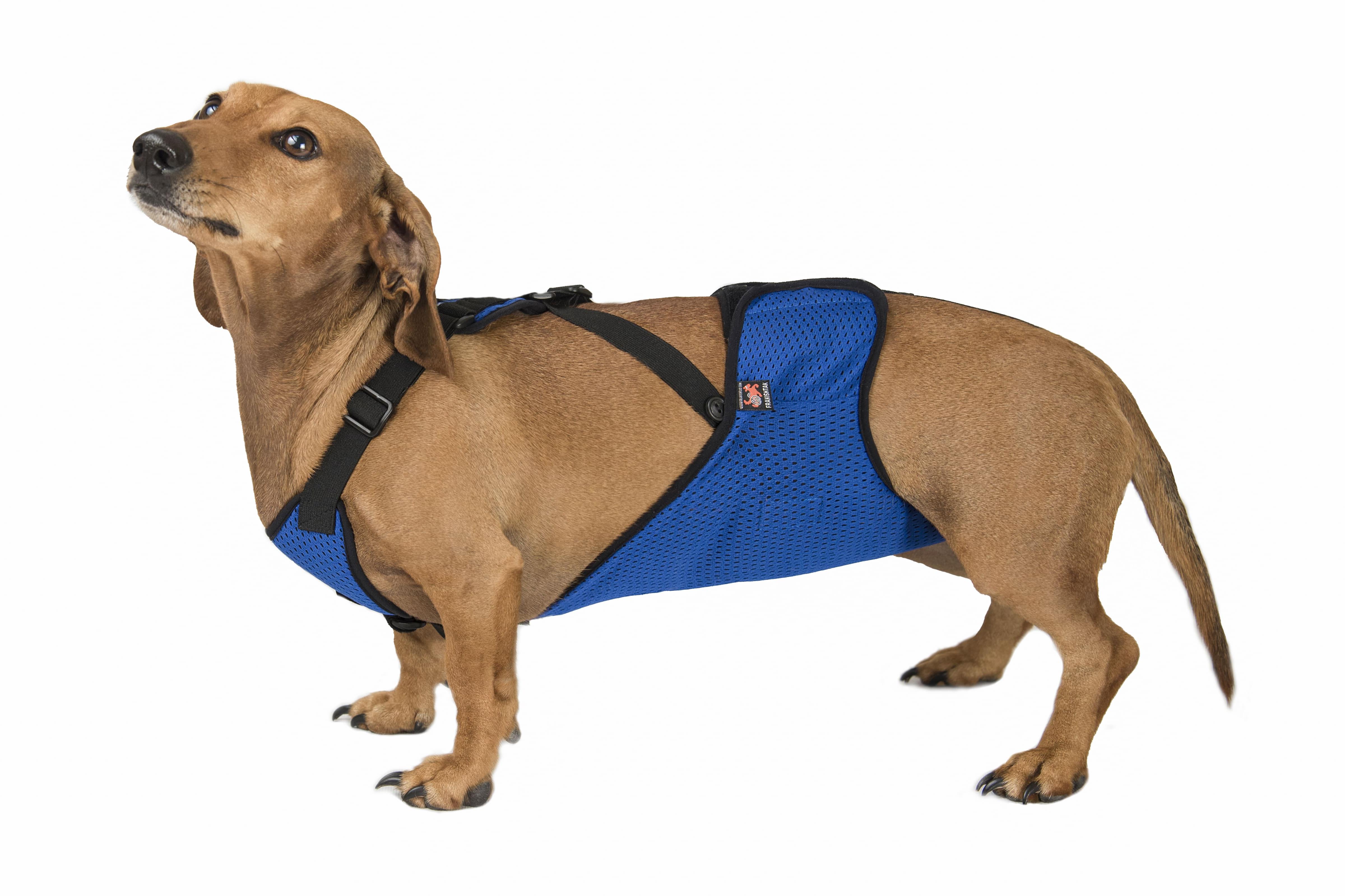 Труси Frakishtak для кобелів S Синій (28077894) - фото 3 Труси Frakishtak для кобелів S Синій (28077894) - фото 3