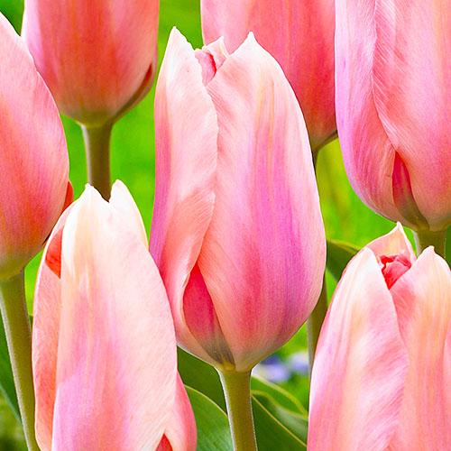 Тюльпан Florium Poco Loco (11138)