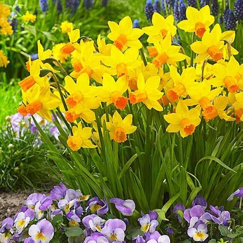 Нарцисс Florium Jetfire (5681) - фото 3