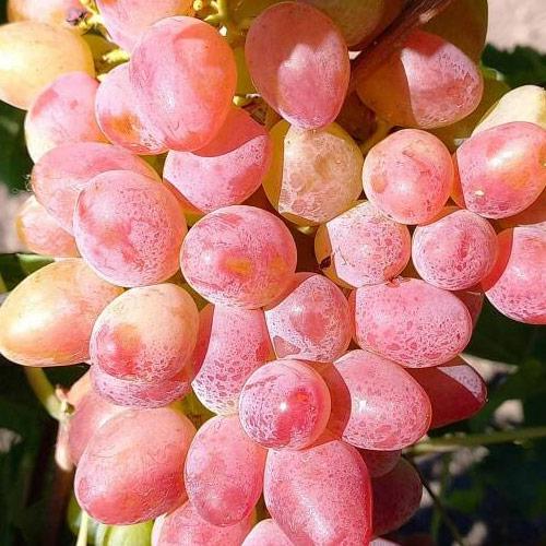 Сажанець Виноград Суперник солодкий рожевий мускат (183605)